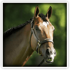 Biking & Horseback