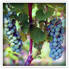 Grapes Plant