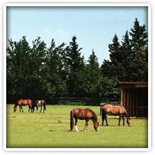 Horseshoe Stables Horseshoe Stables near Elk Forge