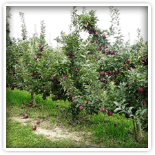 Milburn Orchards