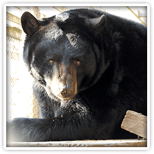 Plumpton Park Zoo