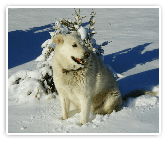 Snow White Dog